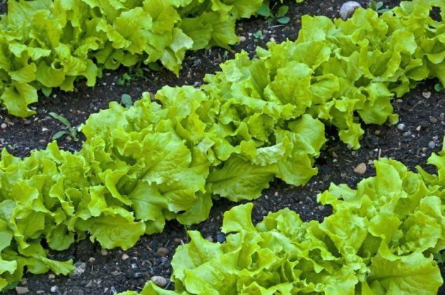 Salada crescente em estufa: semeadura, rega e cuidado