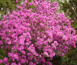 Rhododendron Dauri, pouso e cuidados
