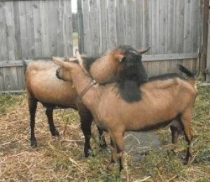 Чешки кози