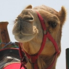 Camel и компания