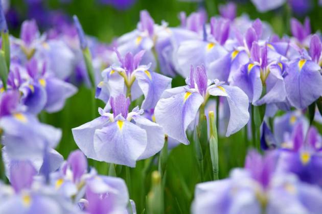 Irises bulbous, სადესანტო და ზრუნვა
