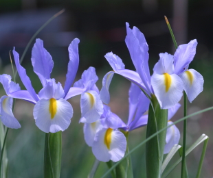 Iris holandês, pouso e cuidado
