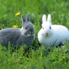 Как сделать ясли для кроликов