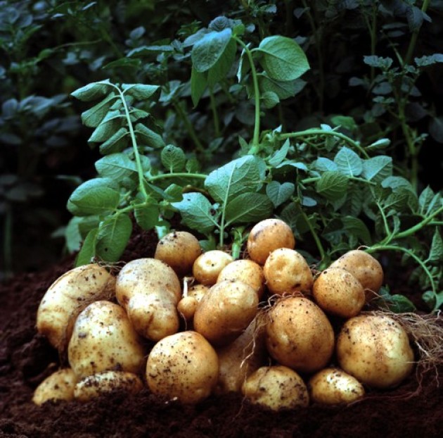 Картофель. Посадка, выращивание и уход