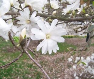 Star Magnolia, pouso e cuidado