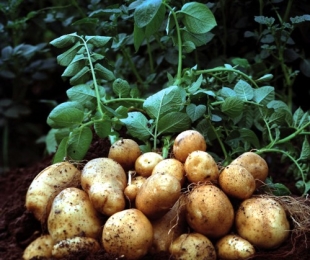 Krompir. Pristanek, naraščanje in oskrba