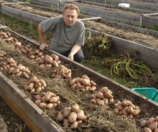 Rastúce zemiaky v boxoch