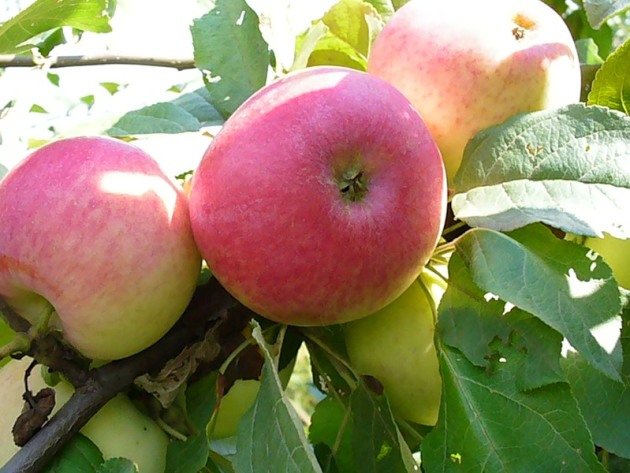 Apple Tree Melba, pristátie a starostlivosť