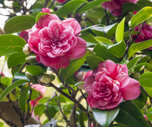 Camellia, Landing and Care