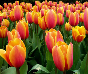 Tulipani, pristanek in oskrba na odprtem tal