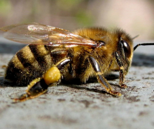Types and breeds bees