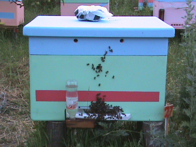 Промышленое пчеловодство на готовой базе КФХ