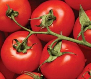 Variedade de tomate 