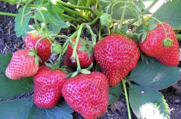 Strawberry Festival, landing and care
