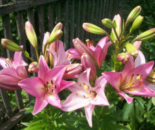 Lilies Garden, Landing and Care