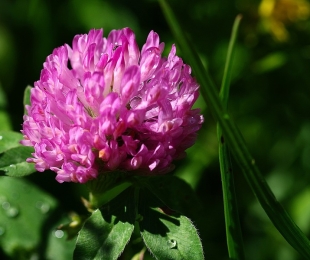 Clover lawn, features and characteristics