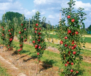 Árvore de maçã do cólon, pouso e cuidado