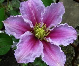 Clematis Piil, Landing and Care