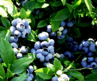 Blueberry visok, pristanek in nega