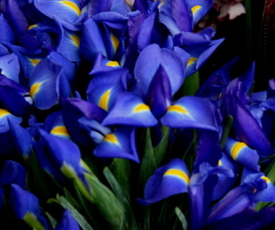 Iris v vrtni ploskvi. Pristanek, naraščanje in oskrba