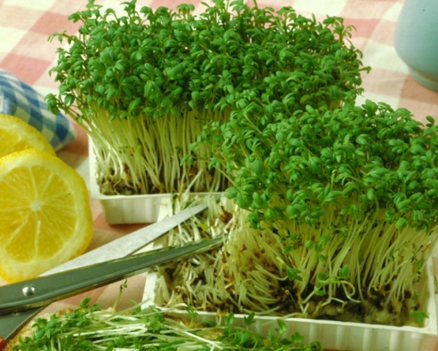 Salada de agrião, pouso e cuidados
