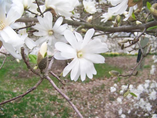 Star Magnolia, pouso e cuidado
