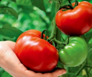 Crescendo tomates de grande escala