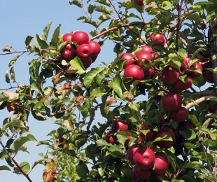 ჯუჯა ვაშლის ხე, სადესანტო და ზრუნვა
