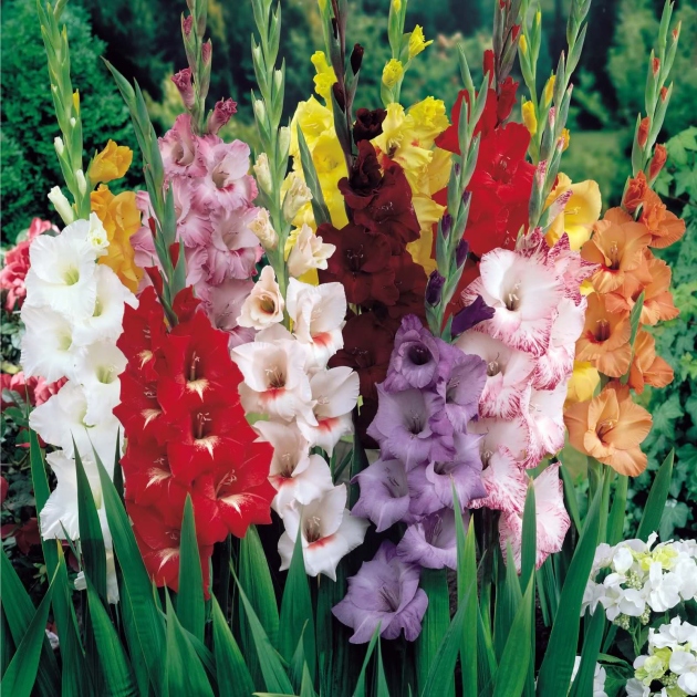 Gladiolus, დარგვა და ზრუნვა გაზაფხულზე