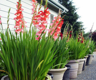 Gladiolus em vasos, pouso e cuidado