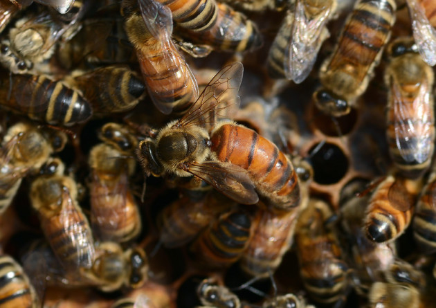 วิธีการ contamory สำหรับ apiary