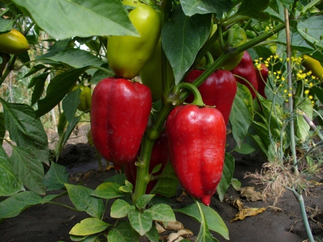 Kako rastejo bolgarski poper