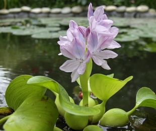 Hyacinth de água, pouso e cuidados
