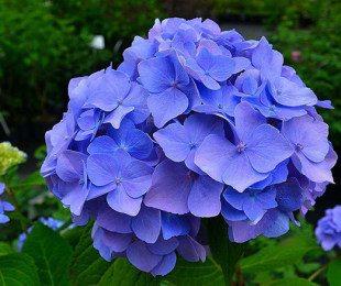 Hydrangea Blue, სადესანტო და ზრუნვა