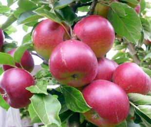 Urallar, iniş ve bakımında kolon'ın elma ağacı