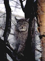 Lynx na záhradnom pozemku