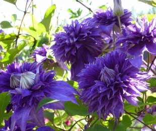 Clematis Multi Blue, Landing and Care