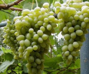 Сортовой виноград семенами не размножают
