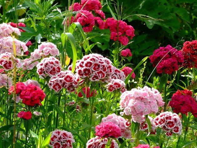 Carnation ჩინური, სადესანტო და ზრუნვა