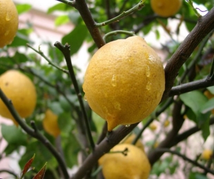 Limon Kappsäge: Şekillendirme Crown Özellikleri