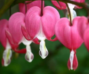 Dicentra, Landing and Care