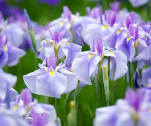 Irises bulbous, pristanek in nego