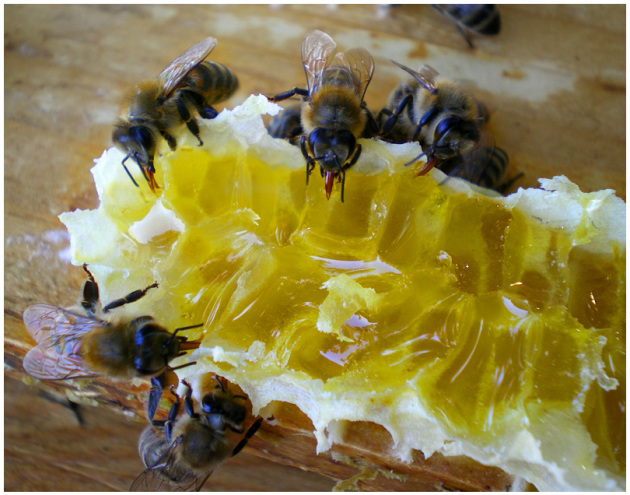 Грижа за пчелите