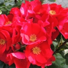 Rosa robusta, pouso e cuidado