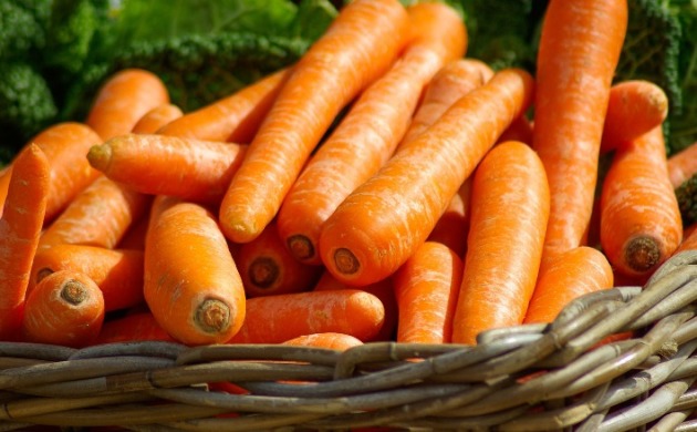 Морковь, посадка и уход в открытом грунте