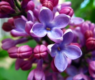 Lilac Hungarian, სადესანტო და ზრუნვა