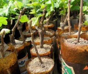 Как да корен на прибори за хранене