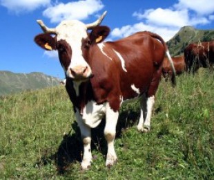 Кетоза в кравите