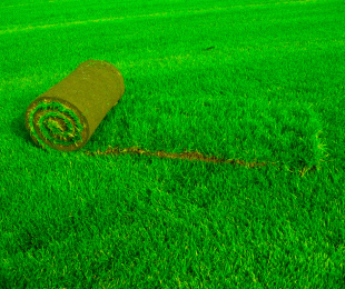 Изкуствена трева в ролките: функции за полагане