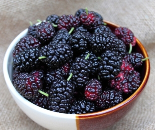 Mulberry, pouso e cuidado